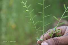 Phyllanthus virgatus